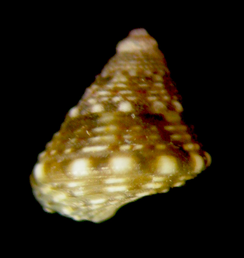 jujubinus gravinae